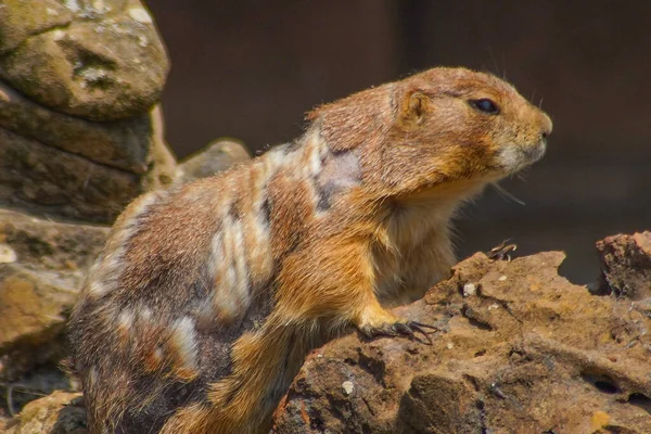 Tiro Perto Gopher Uma Rocha Zoológico — Fotografia de Stock