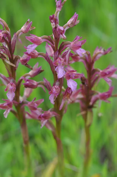 Vertikální Selektivní Záběr Krásné Divoké Orchideje Arménii — Stock fotografie