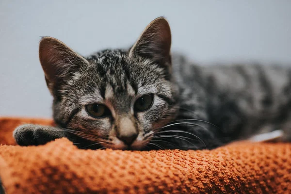 Selektiv Fokusbild Söt Tjusig Katt Liggande Orange Matta — Stockfoto