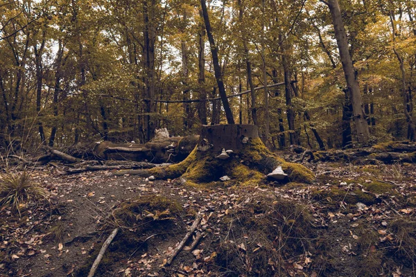 Een Horizontaal Schot Van Gekapte Bomen Een Bos Eisenach Duitsland — Stockfoto
