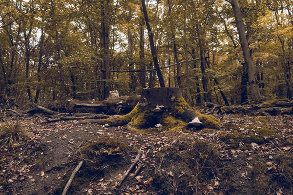 Tiro Horizontal Árvores Cortadas Uma Floresta Eisenach Alemanha — Fotografia de Stock