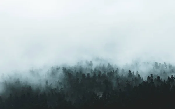 Uma Cena Majestosa Uma Área Densamente Florestada Coberta Envolta Nevoeiro — Fotografia de Stock