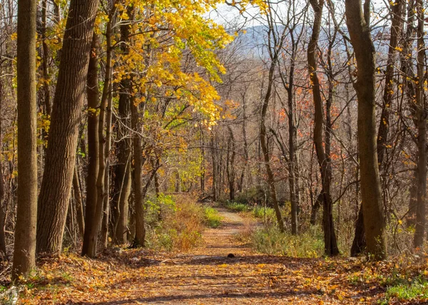 Caminho Que Leva Através Floresta Outono — Fotografia de Stock