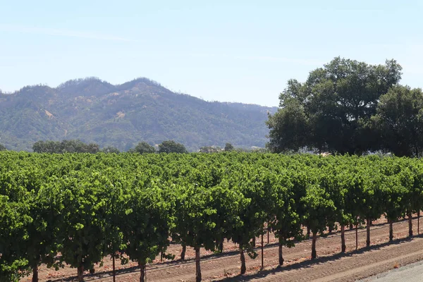 Vignoble Avec Grand Arbre Arrière Plan Près Mendocino Californie — Photo