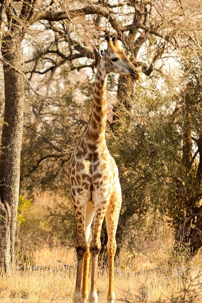 野生動物保護区でアフリカのキリンの垂直ショット — ストック写真