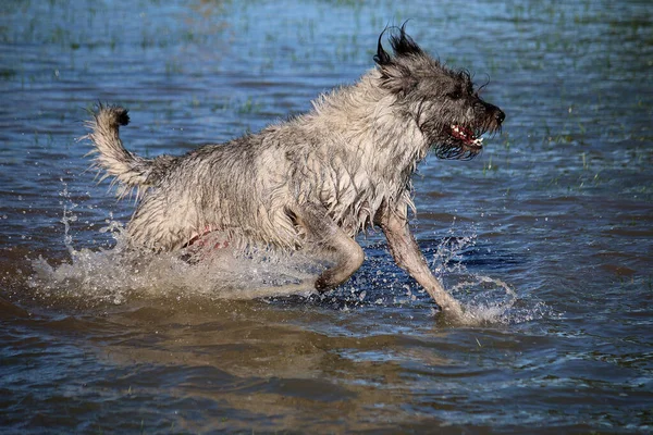 Tiro Close Cão Peludo Molhado Rio Perto Grama — Fotografia de Stock