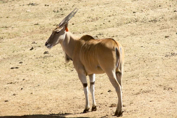 Une Seule Antilope Sauvage Dans Désert — Photo