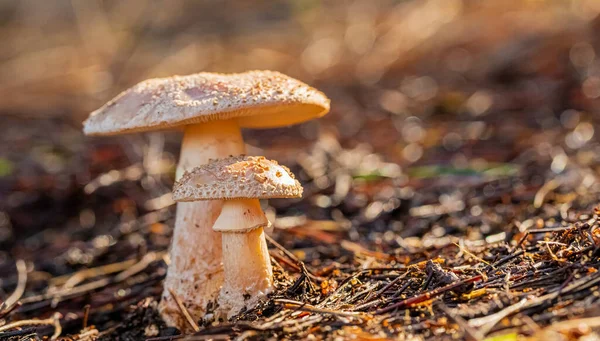 Eine Nahaufnahme Von Braunen Pilzen Einem Vordergrund — Stockfoto