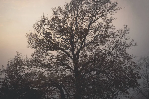 Une Scène Nature Effrayante Avec Énorme Arbre Automne Entouré Brouillard — Photo