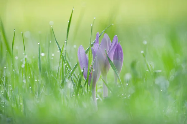 Selective Focus Shot Purple Crocus — стоковое фото