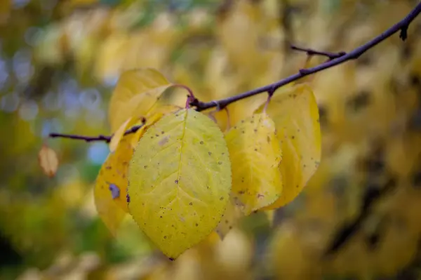 Een Selectieve Focus Shot Van Gele Herfstbladeren Een Tak — Stockfoto