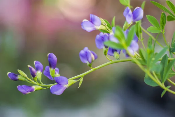 Close Botões Pombos Asiáticos Jardim Sob Luz Sol Com Fundo — Fotografia de Stock