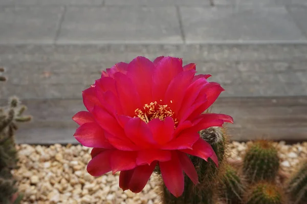 Closeup Shot Beautiful Red Cactus Flower Blossom — Stock Photo, Image