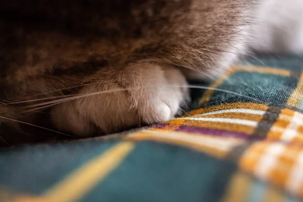 침대에 고양이 클로즈업 — 스톡 사진