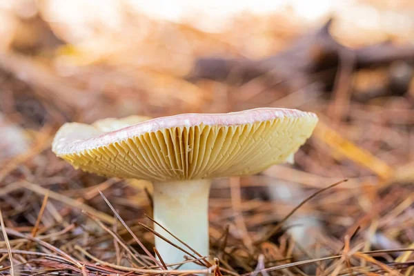 Ett Grunt Fokus Brun Svamp Skogen — Stockfoto