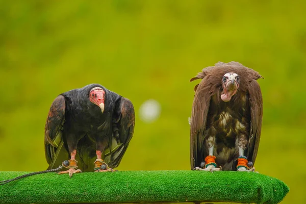 Closeup Shot Vultures Perched Green Surface Green Blurry Background — Stock Photo, Image