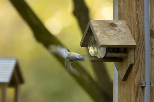 Abstrakt Eines Schnell Fliegenden Blaumeisenvogels Auf Das Holzdach Eines Kleinen — Stockfoto
