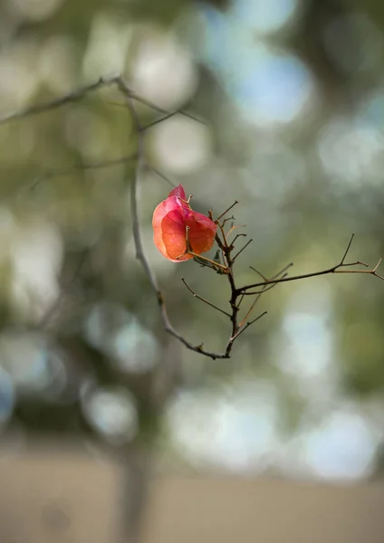 Kuru Bir Ağaç Dalında Son Iki Sonbahar Yapraklarının Güzel Dikey — Stok fotoğraf