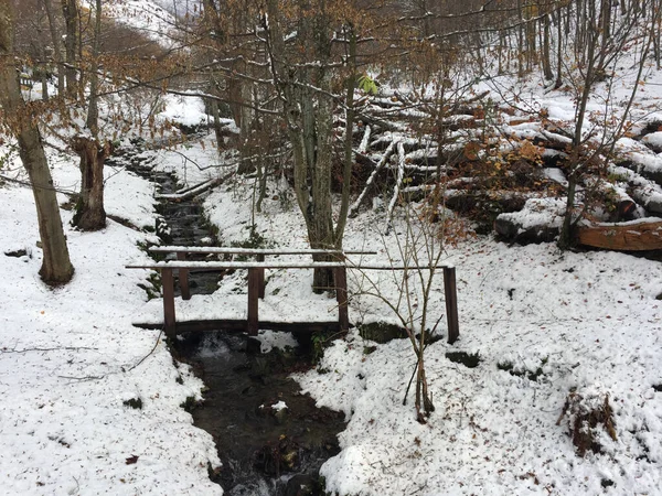 Uma Vista Pequeno Riacho Meio Uma Floresta Durante Inverno — Fotografia de Stock