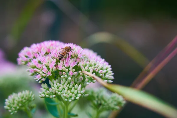 Bulanık Bir Arka Planda Yabani Bir Çiçeğin Üzerindeki Arıyı Yakından — Stok fotoğraf