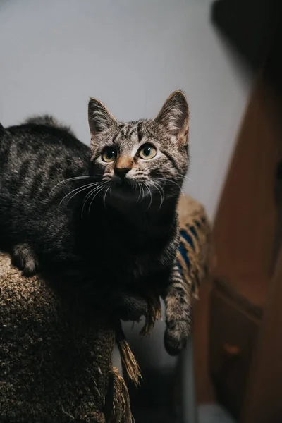 Close Vertical Gato Bonito Olhando Para Cima — Fotografia de Stock