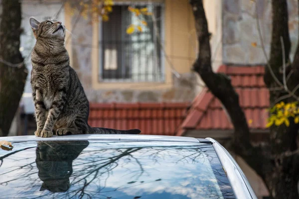 Primer Plano Gato Rayas Marrones Sentado Coche Capturado Durante Otoño — Foto de Stock