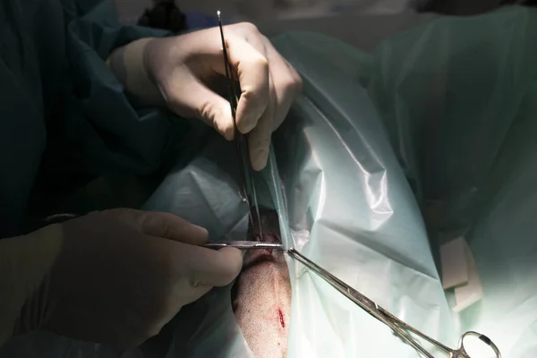 Zbliżenie Procesu Chirurgicznego Para Rąk Operujących Przyrządami Chirurgicznymi — Zdjęcie stockowe