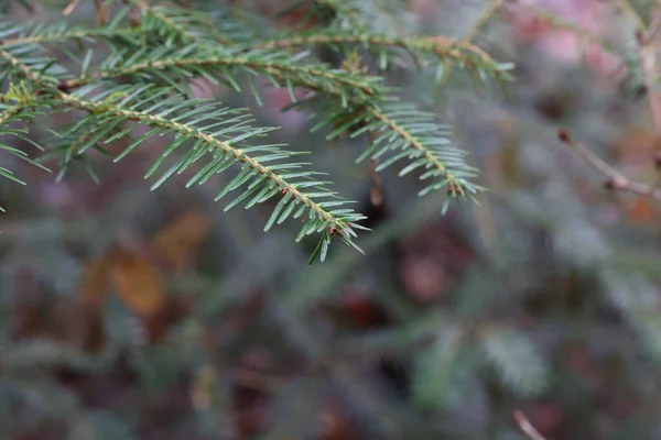 바늘이 가문비나무 가지의 선택적 — 스톡 사진