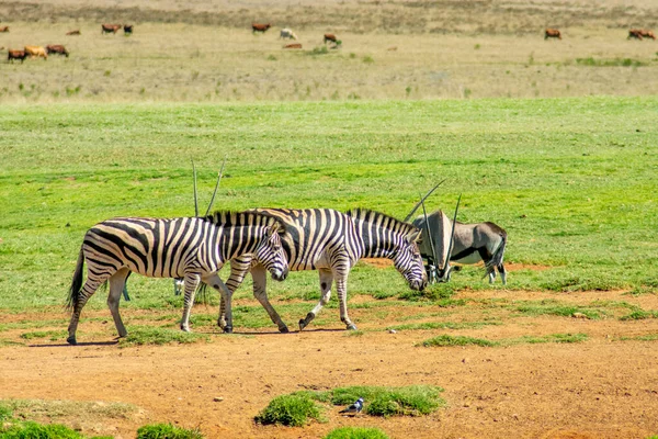 Die Zwei Zebras Südafrikanischen Wildreservat — Stockfoto