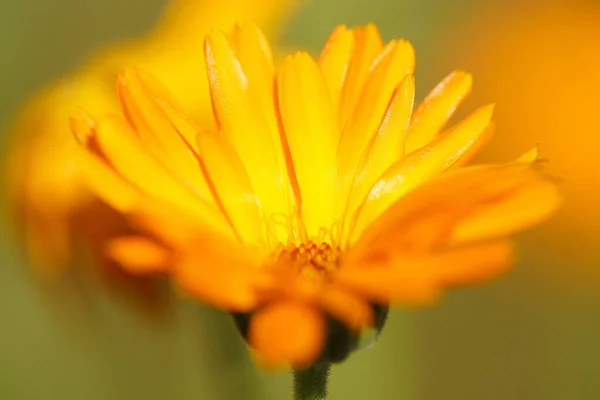 Sarı Kadife Çiçeğinin Makro Görüntüsü — Stok fotoğraf