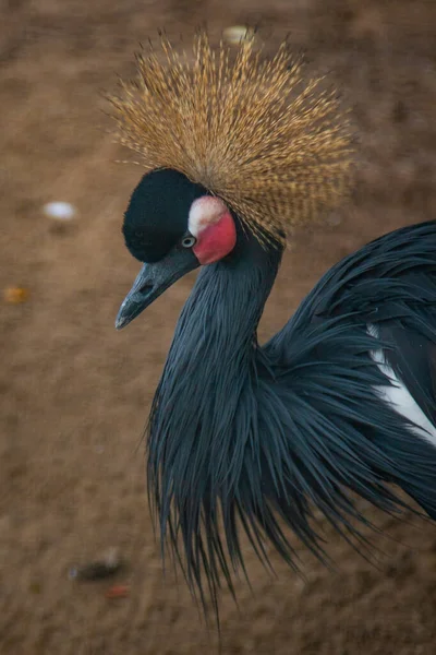 Zwarte Gekroonde Kraanvogel Profiel — Stockfoto