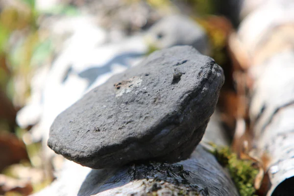 Closeup View Grey Weathered Rock Surface Log Tree Sunlight — Stock Photo, Image