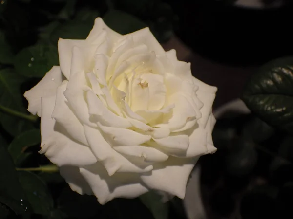 Closeup Shot Blooming White Rose Greenery — Stock Photo, Image