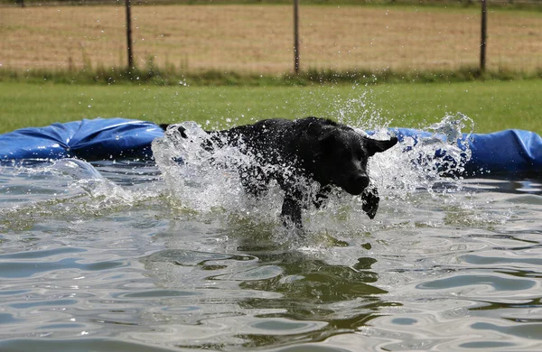 可愛いです黒ラブラドールレトリバー犬の美しいショットですボールで彼女の口の中で遊んで水 — ストック写真