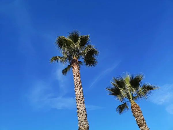 Gökyüzü Arka Planında Iki Kıbrıs Palmiyesinin Alçak Açılı Görüntüsü — Stok fotoğraf