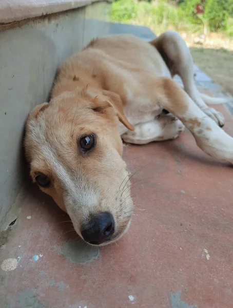 Tiro Vertical Cão Marrom Adorável Deitado Chão — Fotografia de Stock