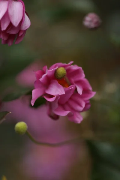 Eine Vertikale Selektive Fokusaufnahme Einer Rosa Blume — Stockfoto