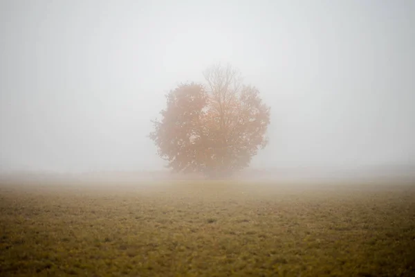 Uma Única Árvore Outono Meio Campo Cercado Por Uma Densa — Fotografia de Stock