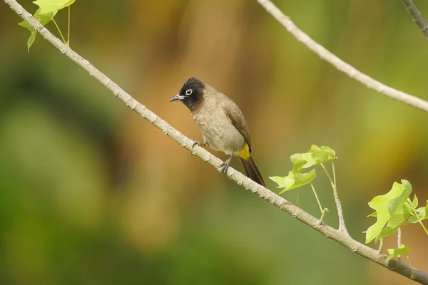 Vrai Bulbul Barbu Perché Sur Une Fine Tige Fond Verdâtre — Photo