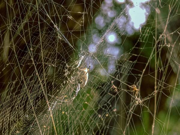 Uma Foto Close Uma Aranha Grande Sentada Uma Teia Aranha — Fotografia de Stock