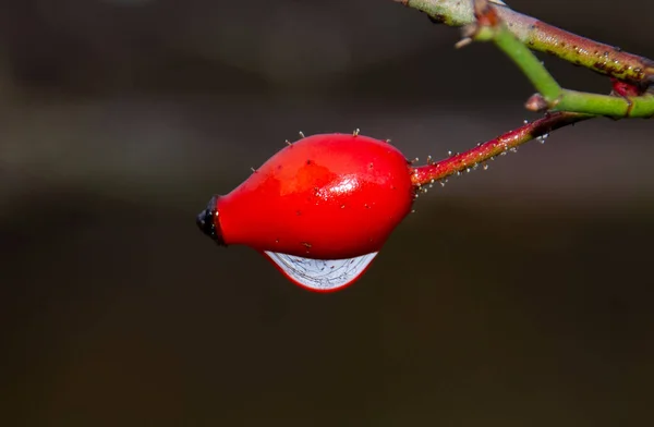 Primo Piano Rosa Canina Rossa Gambo — Foto Stock