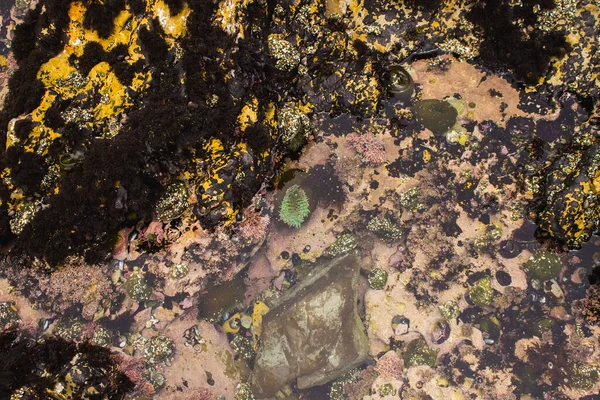 Ένα Κοντινό Πλάνο Μύδια Και Κίτρινα Φύκια Μια Πισίνα Παλίρροιας — Φωτογραφία Αρχείου