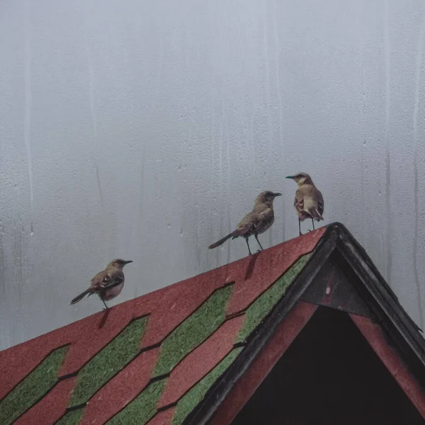 Lovitură Verticală Păsări Ciocănitoare Maro Cocoțat Acoperiș Într Ploioasă — Fotografie, imagine de stoc