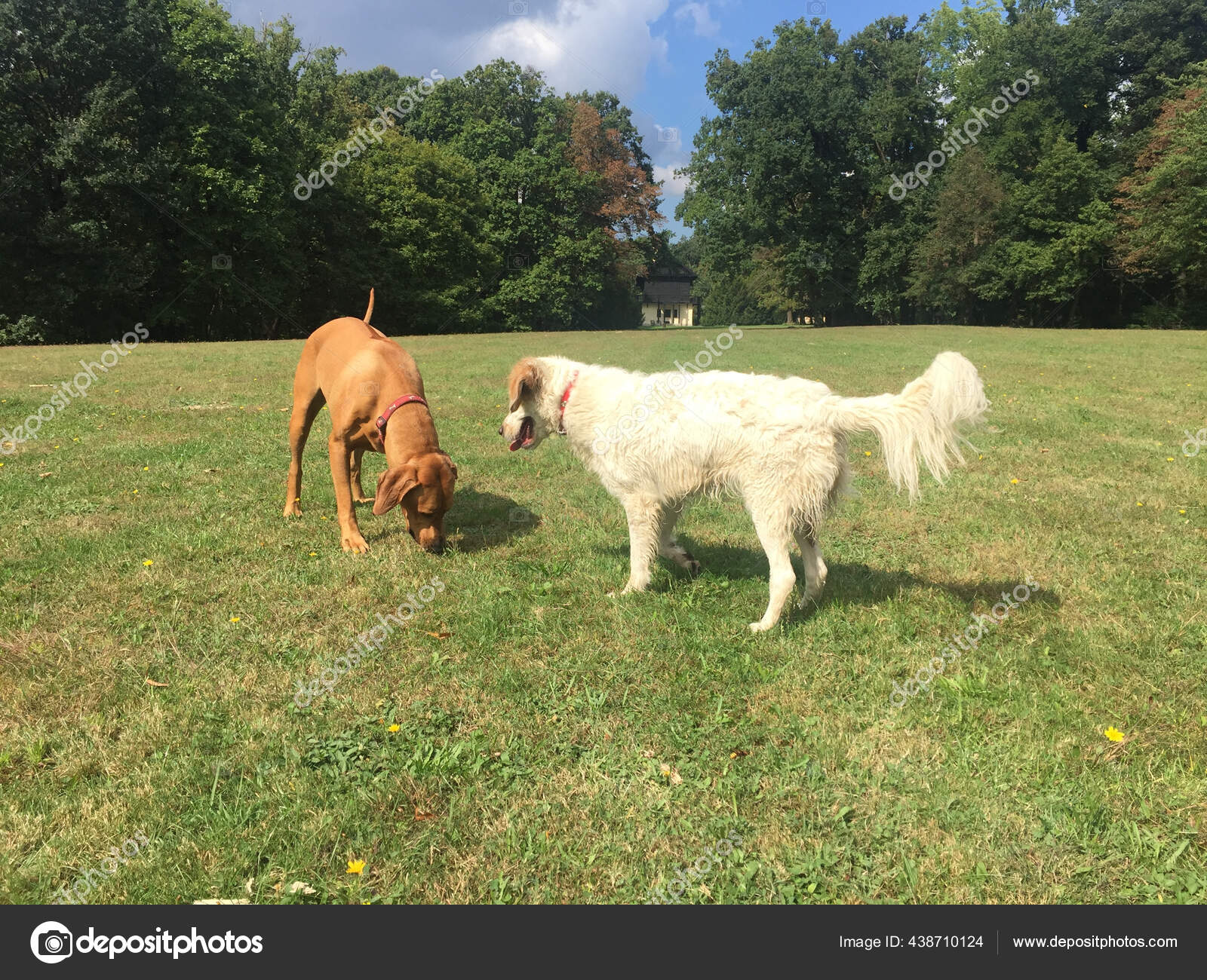 Cute Polish Shepherd Hungarian Vizsla Playing Together Green