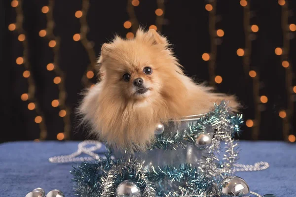 Ein Porträt Einer Entzückenden Pommernspitze Mit Weihnachtsdekoration — Stockfoto