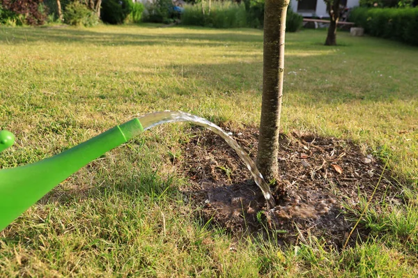 Junge Bäume Deutschland Mit Grüner Gießkanne Gießen — Stockfoto