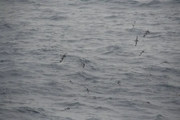 Beaux Pétrels Tempête Volant Dessus Mer Orageuse — Photo