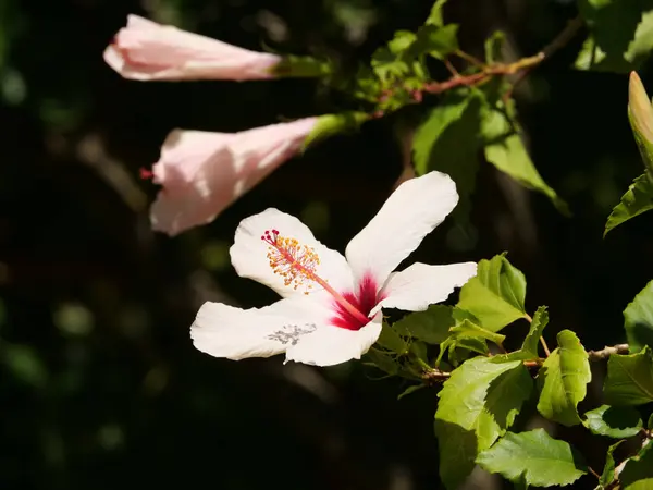 Közelkép Egy Virágzó Fehér Hibiszkusz Virágról — Stock Fotó