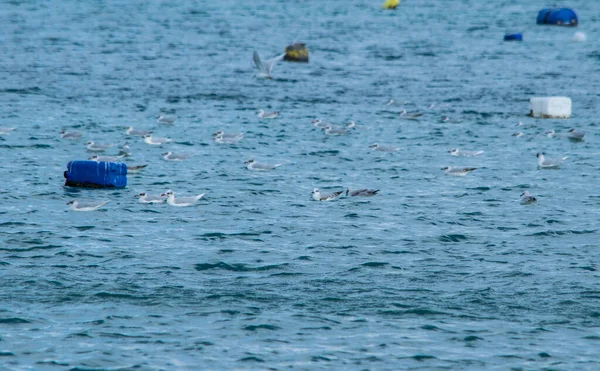 Troupeau Mouettes Reposant Nageant Dans Mer Parmi Certain Nombre Bouées — Photo