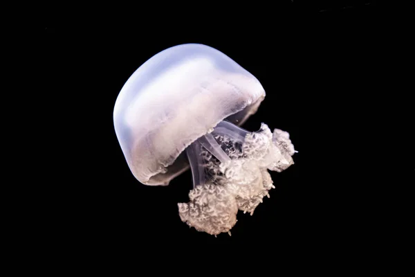 Closeup Shot Beautiful Jellyfish Deep Ocean — Stock Photo, Image